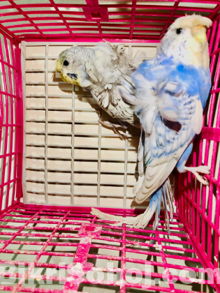 Japanese budgeriga